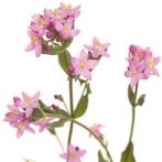 centaury.jpeg