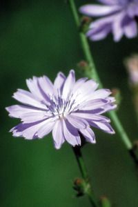 chicory.jpg