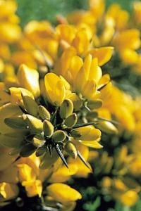 gorse.jpg