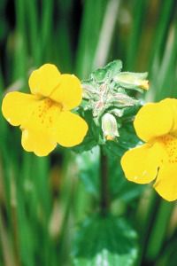 mimulus.jpg